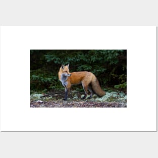 Red Fox - Algonquin Park, Canada Posters and Art